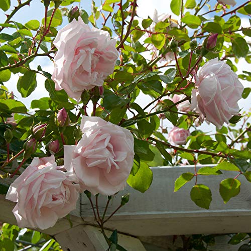 Scented Climbing Rose in 3L Pot