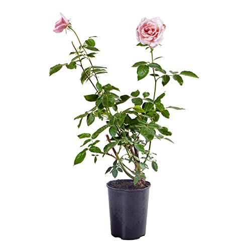 Scented Climbing Rose in 3L Pot