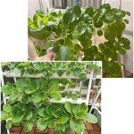 LAPOND 72-Site Hydroponic Growing System Kit