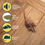 OurPet's Play-N-Squeak Mouse Hunter Cat Toy (Interactive Cat Toy & Catnip Toy with Real Mouse Electronic Sound) Perfect Toys for Indoor Cats with Catnip