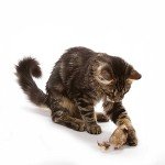 OurPet's Play-N-Squeak Twice the Mice Cat Toy, 2pc (Interactive Catnip Toy, Real Mouse Electronic Sound)