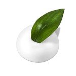 Neogen Real Fresh Green Tea Foam Cleanser