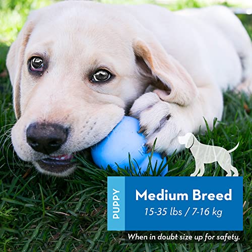 KONG - Puppy Toy Natural Teething Rubber - Fun to Chew, Chase and Fetch - For Medium Puppies - Blue