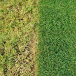 Fast Growing Grass Seed & Lawn Food Bundle