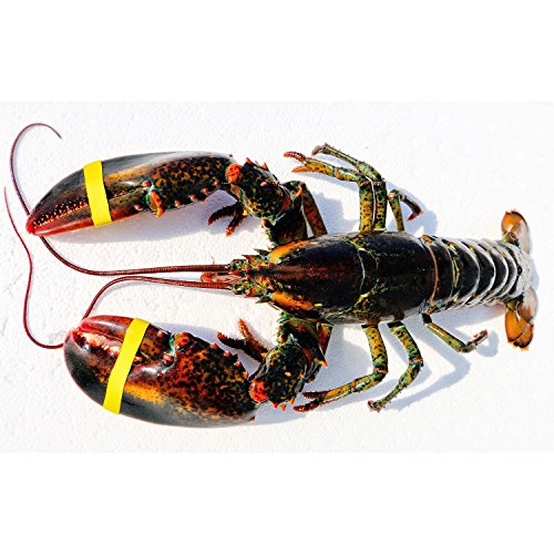 Wild Caught Maine Lobster - 6 Pack (Approx. 10 lb)