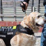 Service Dog Patches: Do Not Pet, Tactical Set