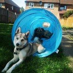 Oshoom 18ft Dog Agility Training Tunnel - Blue