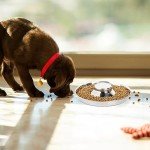 Stainless Steel Puppy Feeders