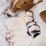 Colorful Adjustable Puppy Whelping Identification Collars