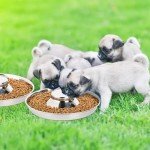 Stainless Steel Puppy Feeders