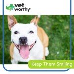 Vet Worthy Dog Toothbrushes for Healthy Teeth