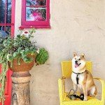 Pogi’s Dog Poop Bags - 10 Rolls (150 Doggie Poop Bags) - Leak-Proof Dog Waste Bags - Scented, Ultra Thick, Extra Large Poop Bags for Dogs