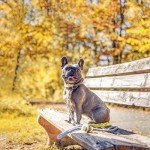 Pogi’s Dog Poop Bags - 10 Rolls (150 Doggie Poop Bags) - Leak-Proof Dog Waste Bags - Scented, Ultra Thick, Extra Large Poop Bags for Dogs