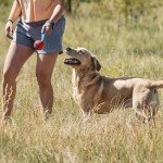 Chuckit Ultra Tug Dog Toy, Medium Fetch and Dog Ball Tug Toy for Dogs 20-60 Pounds