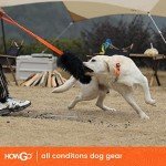 HOWGO Dog Rope Toy,Dog Bungee Chaser Toy 100% Sheepskin,Sheep Smell Tug Toy for All Breeds (Orange, Small)