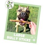 Nature Gnaws Large Bully Sticks for Dogs 5-6" (10 Count) - Thick Long Lasting for Aggressive Chewers and Large Dogs - Natural Beef Dog Chew Bones