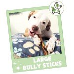 Nature Gnaws Large Bully Sticks for Dogs 5-6" (10 Count) - Thick Long Lasting for Aggressive Chewers and Large Dogs - Natural Beef Dog Chew Bones