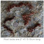 Organic Hand-Dyed Mohair Locks for Reborn Dolls