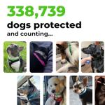 FurLife Waterproof Flea and Tick Collar for Dogs