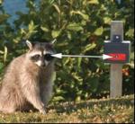 Nite Guard Solar Predator Control Light - Black