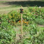 Nite Guard Solar Predator Control Light - Black