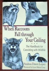Coexisting with Raccoons: Your Practical Guide