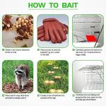 Humane Live Animal Trap for Raccoons and Cats