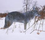 Realistic Coyote Hunting Decoys, Weatherproof 2-Pack