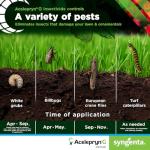 Syngenta Acelepryn G | Grub Treatment for Lawn, Turfgrass and Rose Bush | Insect Killer with 0.2% Chlorantraniliprole Kills White Grubs, Caterpillars, Japanese Beetle Adults – 25 lb