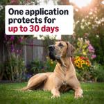 Amazon Basics Flea and Tick Topical Treatment for X-Large Dogs (89-132 Pounds), 3 Count (Previously Solimo)