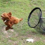 Small Animal Control Net with Stainless Steel Handle