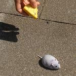 Tipmant Mini Sized RC Mice IR Remote Control Rat Mouse Animal Prank Joke Scary Trick Toys for Cat Dog Kids Christmas Birthday Gifts (Grey)