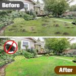 Mole and Gopher Repellent for Your Yard