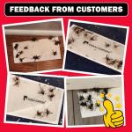 LULUCATCH 20 Pack Indoor Sticky Mouse Traps