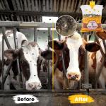 6 Pack Outdoor Fly Traps with Bait Bags