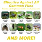 Pre-Baited Outdoor Fly Traps for Patios - 4 Pack