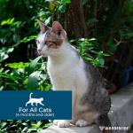 Wondercide Flea and Tick Spot Treatment for Cats