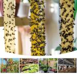 40 Pack Sticky Fly Trap Strips for Indoor/Outdoor