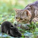WenffbBou Remote Control Fake Rat Toy - Realistic Mouse Cat Toy Mice RC Toy Chasing Prank Joke Scary Trick Rats for Cat Funny Toy (Black)