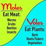 Natural Mole & Vole Repellent - 10lb Professional Strength