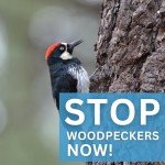 Bird Scare Reflective Device for Woodpeckers & More