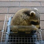 Humane Raccoon One Way Door Trap - Easy Install