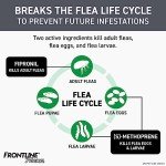 Frontline Plus Flea & Tick Treatment for Cats