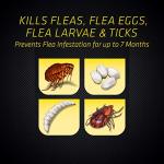 Black Flag Extreme Flea Killer with Growth Regulator