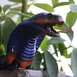 Realistic RC Cobra Snake Toy for Kids and Cats