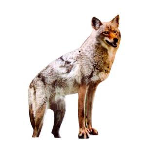 Large Bird-X Coyote Flat Decoy for Pest Control