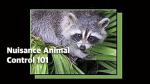 Nuisance Pest Animal Control 101