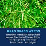 BAYER CROP SCIENCE 704100 Bermudagrass Control for Lawns Ready-To-Spray, 32-Ounce