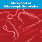 Live Beneficial Nematodes Hb+Sc+Sf - Kills Over 200 Different Species of Soil Dwelling and Wood Boring Insects. (5 Million_Nematodes)