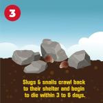 Corry's 100537446 Slug & Snail Killer, 3.5 lb